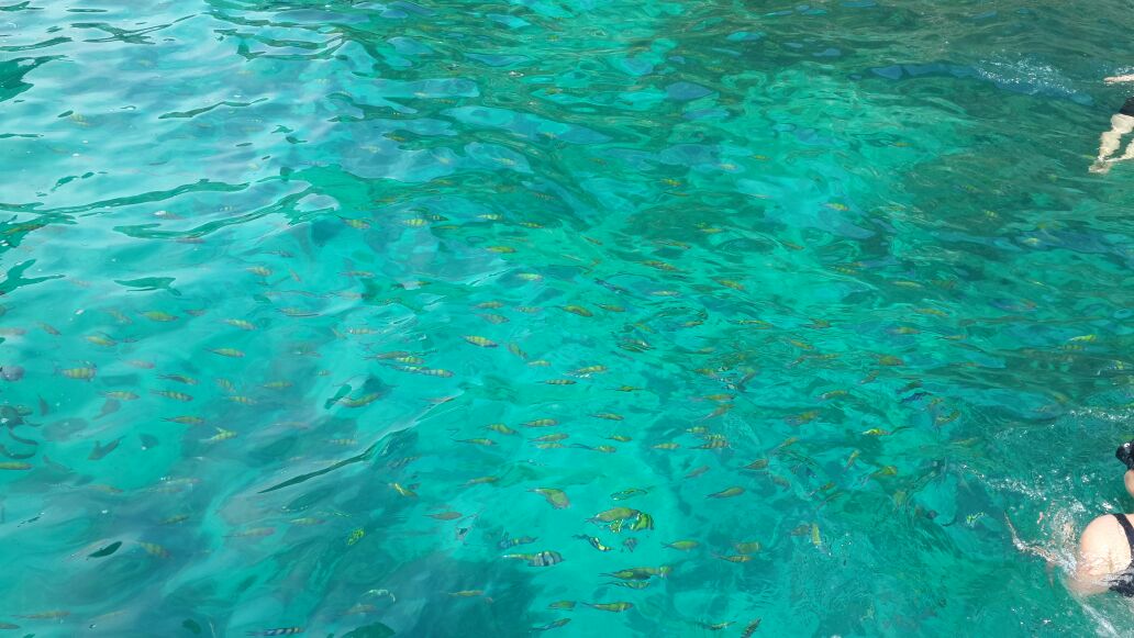 הרבה דגים במים הצלולים בטיול 7 האיים